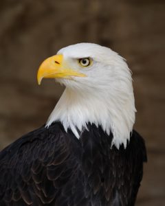 Eagle Eye ESA NEPA