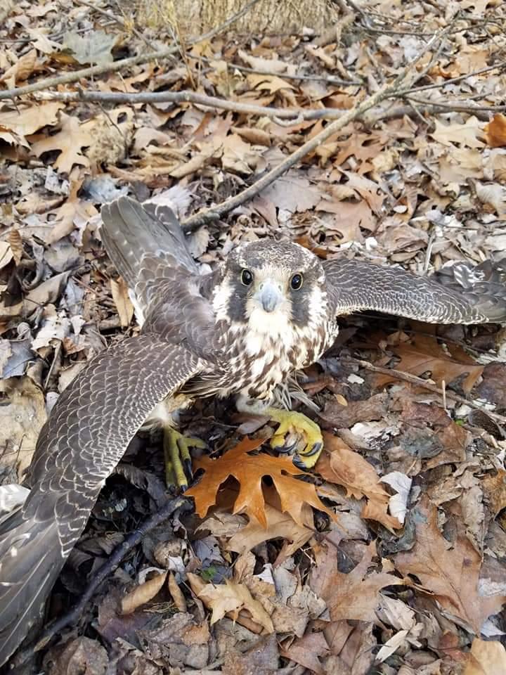 Peregrine Falcon Injured ESA NEPA