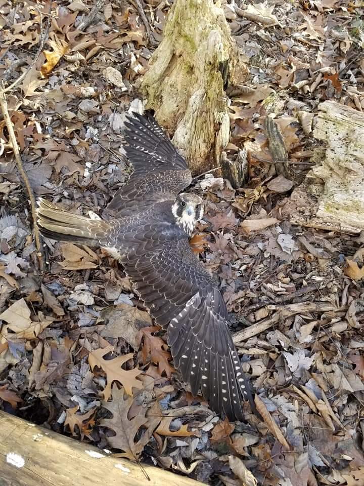 Peregrine Falcon Injured ESA NEPA