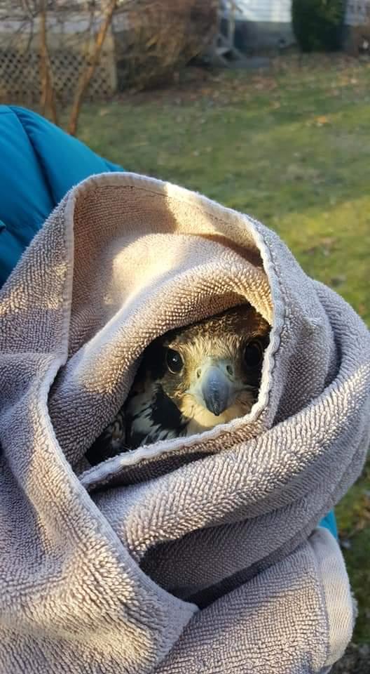 Peregrine Falcon Injured ESA NEPA